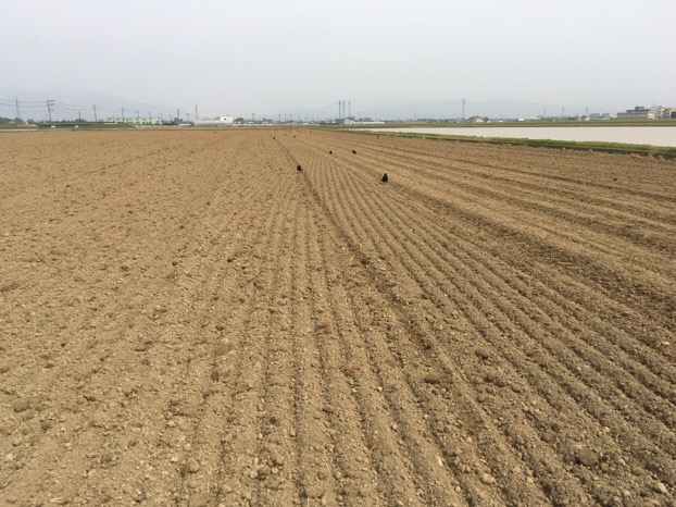 福井県産「夏の新そば2016」の播種（はしゅ）が福井市内の圃場（ほじょう）で始まりました。
