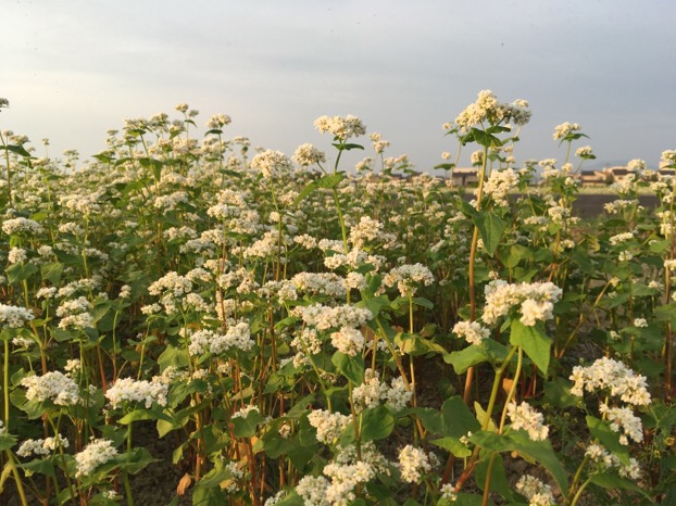 福井産夏の新そばの花が満開で、虫を呼ぶ独特の蕎麦の花の香りが広がっています。