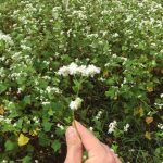 [2016年秋そば生育状況] 坂井市丸岡町（丸岡在来種）のそば畑は、白い花が満開で見頃です。