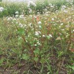 平成29年（2017年）福井「夏の新そば」花満開の蕎麦畑に恵みの雨が降っています。