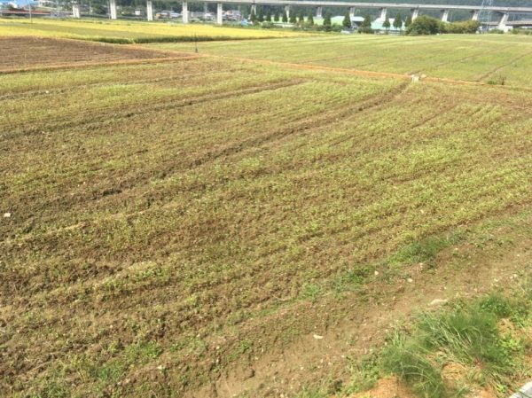 ［福井県秋そば生育状況2017］永平寺町のそば畑は、播種後の大雨の被害がかなり見られました。