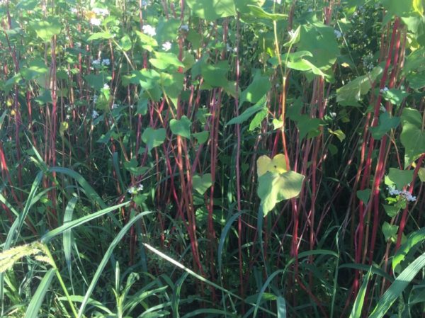 ［福井県秋そば生育状況2017］福井市北部のそば畑では、播き直しによる生育のズレと大雨で茎が赤く染まっています。