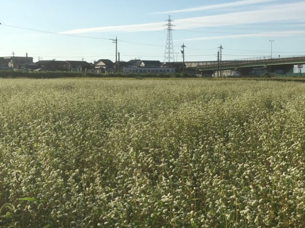 ［福井県秋そば生育状況2017］福井市北部のそば畑では、播き直しによる生育のズレと大雨で茎が赤く染まっています。