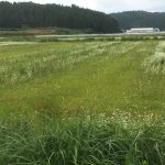 ［福井県秋そば生育状況2017］永平寺町のそば畑は、播種後の大雨の被害がかなり見られました。