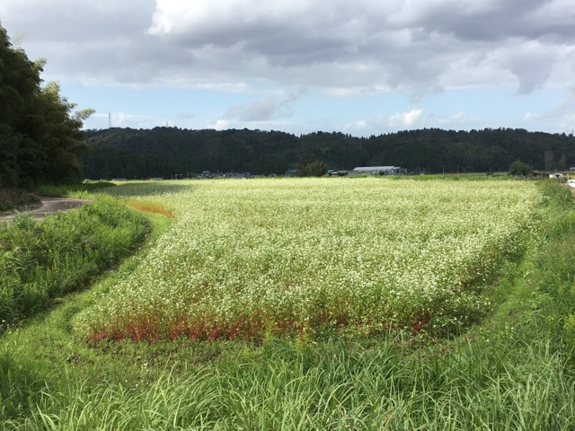 30年度 福井県産新そば生育状況：大型台風通過後の永平寺町のそば畑について