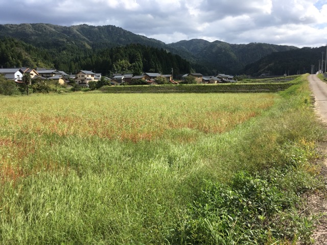 30年度 福井県産新そば生育状況：大型台風通過後の永平寺町のそば畑について