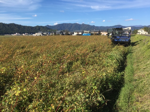 令和元年 福井県大野市で大野在来種を有機無農薬栽培するそば圃場では、刈り取り作業が始まりました。