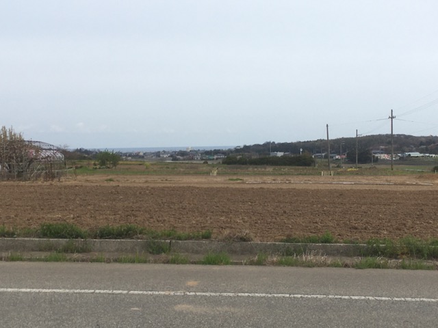 【令和2年度】福井県坂井市にて夏そば（キタワセ種）の栽培が始まりました。