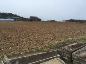 【令和2年度】福井県坂井市にて夏そば（キタワセ種）の栽培が始まりました。