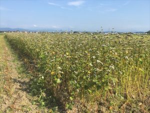 【福井夏そば2020】キタワセを栽培する夏の新そばの収穫が始まりました。