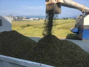 【福井夏そば2020】キタワセを栽培する夏の新そばの収穫が始まりました。