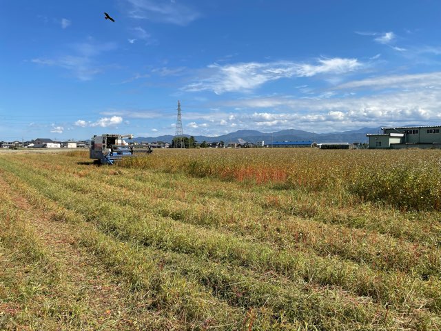 福井市の一部の圃場で、福井在来種の収穫作業が始まりました。