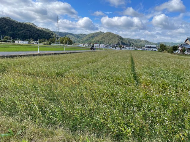 福井県南部に位置する南越前町のそば畑では、小粒で濃厚な味わいが特徴の今庄在来ソバが育っています。