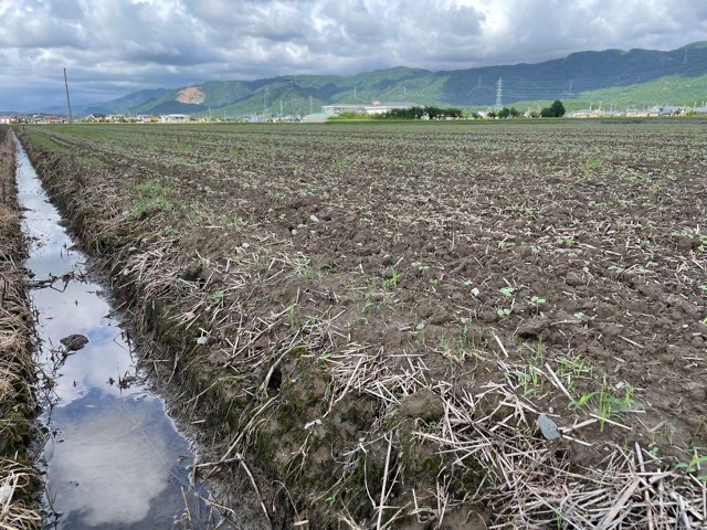 豪雨被害に遭い3度播種した令和4年度の福井在来そばの作柄はどうなる！