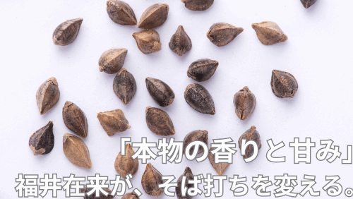 在来種のそば粉なら「福井在来」!そば打ちを極める人に納得の4つの理由とは?