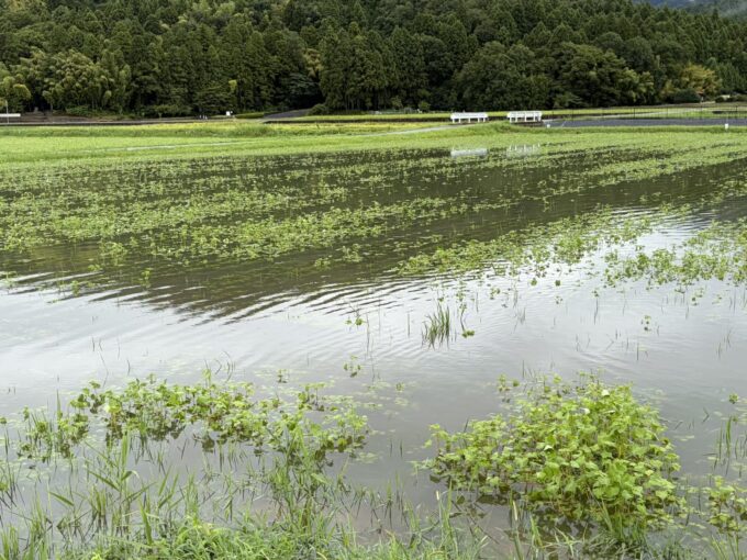 福井豪雨(2026年8月30日)福井のそば畑に大きな被害、新そばへの影響について。