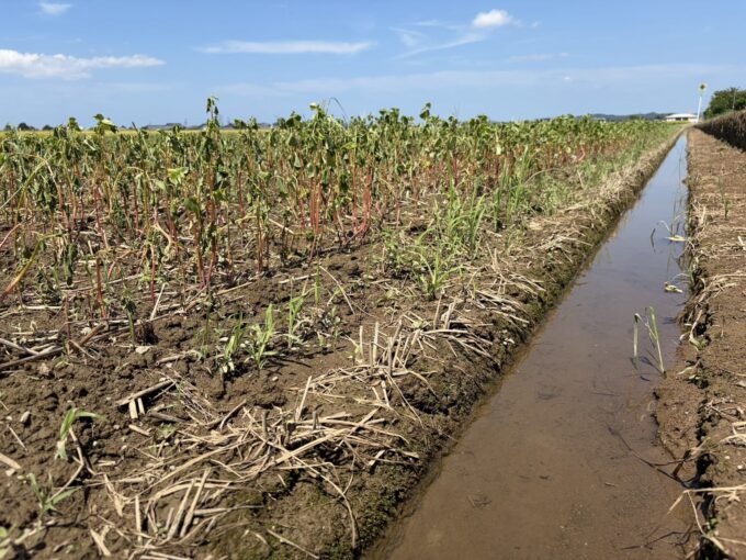 水が引いたソバの圃場その後―2026福井豪雨から2日経ち、見えてきた深刻な被害について。
