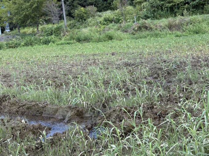水が引いたソバの圃場その後―2026福井豪雨から2日経ち、見えてきた深刻な被害について。