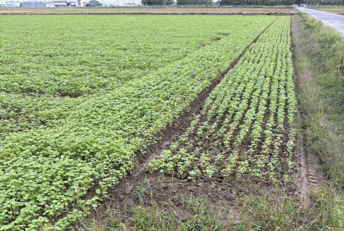 2026年福井豪雨から1か月―白い花の先にある現実と福井のそば畑は今。