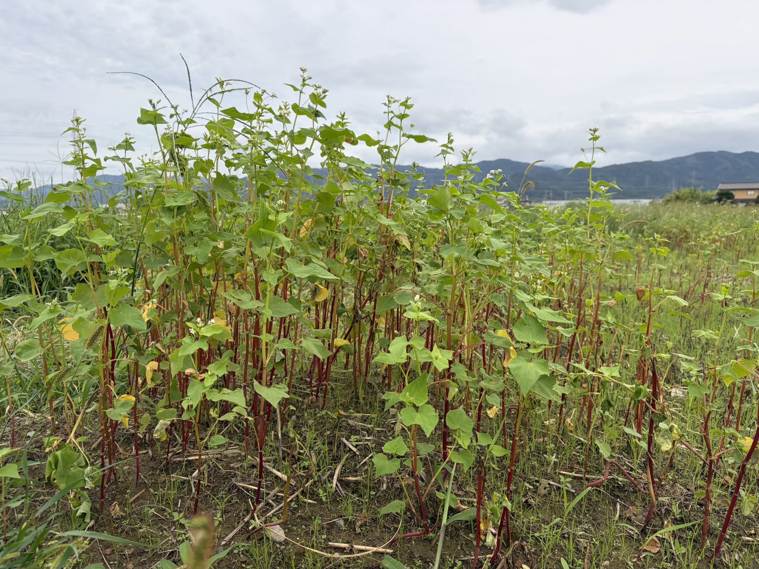 2026福井豪雨から半月―壊滅した丸岡のそば畑、それでも咲き始めた白い花に希望を見る。