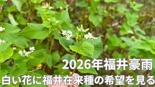 <span class="title">2026福井豪雨から半月―壊滅した丸岡のそば畑、それでも咲き始めた白い花に希望を見る。</span> <span class="title">2026福井豪雨から半月―壊滅した丸岡のそば畑、それでも咲き始めた白い花に希望を見る。</span>