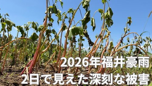 <span class="title">水が引いたソバの圃場その後―2026福井豪雨から2日経ち、見えてきた深刻な被害について。</span> <span class="title">水が引いたソバの圃場その後―2026福井豪雨から2日経ち、見えてきた深刻な被害について。</span>