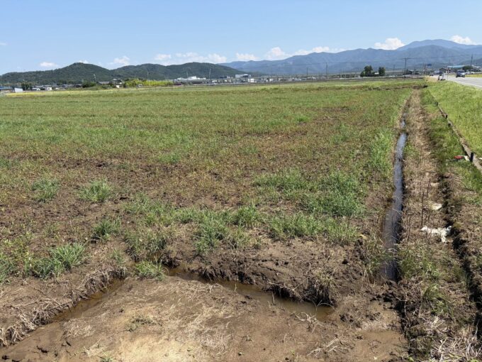 水が引いたソバの圃場その後―2026福井豪雨から2日経ち、見えてきた深刻な被害について。