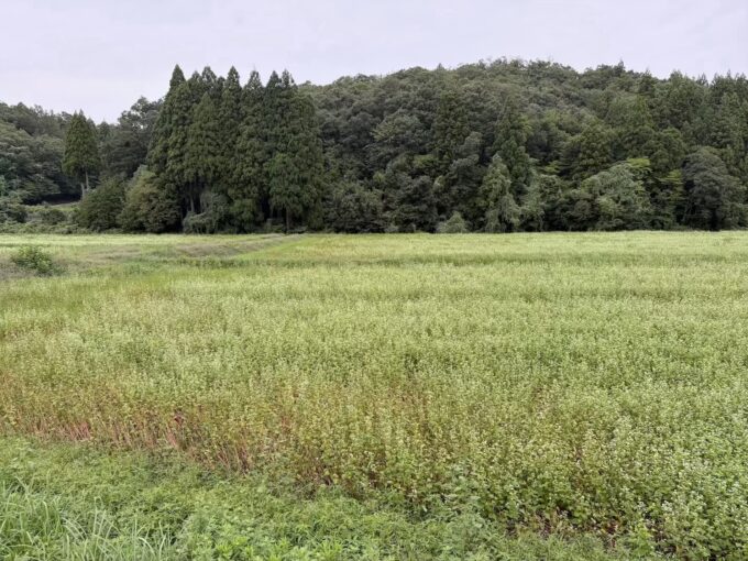 2026年福井豪雨から1か月―白い花の先にある現実と福井のそば畑は今。