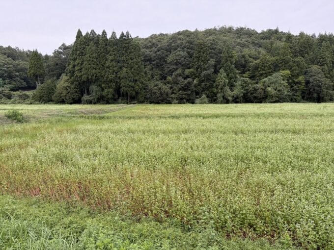 2026福井豪雨から半月―壊滅した丸岡のそば畑、それでも咲き始めた白い花に希望を見る。