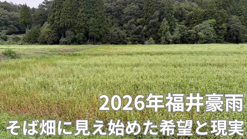 <span class="title">2026年福井豪雨から1か月―白い花の先にある現実と福井のそば畑は今。</span> <span class="title">2026年福井豪雨から1か月―白い花の先にある現実と福井のそば畑は今。</span>