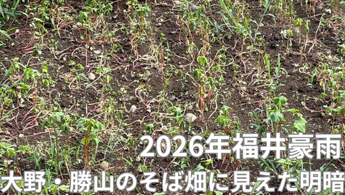 <span class="title">水が引いたソバの圃場その後―大野市・勝山市で見えてきた豪雨被害の差について。</span> <span class="title">水が引いたソバの圃場その後―大野市・勝山市で見えてきた豪雨被害の差について。</span>