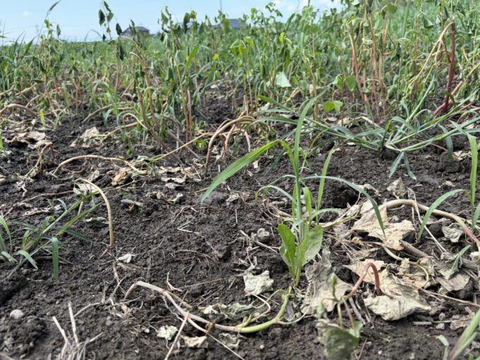 水が引いたソバの圃場その後―2026福井豪雨から2日経ち、見えてきた深刻な被害について。