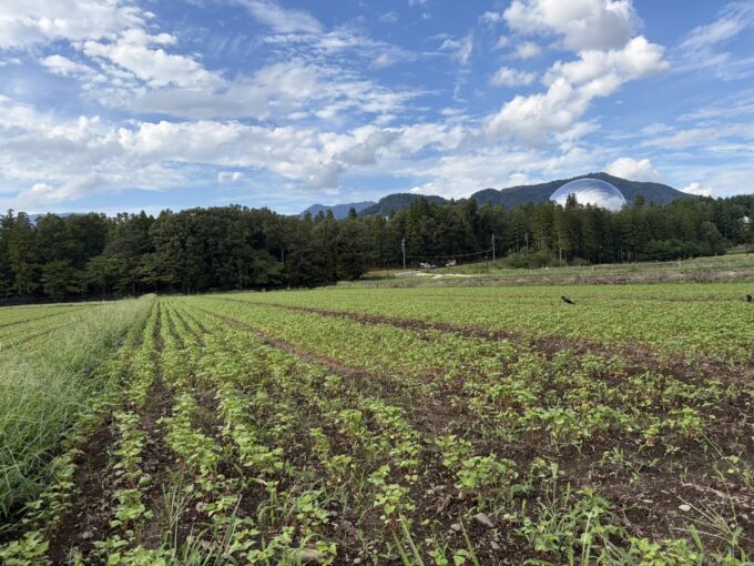 水が引いたソバの圃場その後―大野市・勝山市で見えてきた豪雨被害の差について。