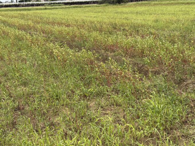 2026福井豪雨から半月―壊滅した丸岡のそば畑、それでも咲き始めた白い花に希望を見る。