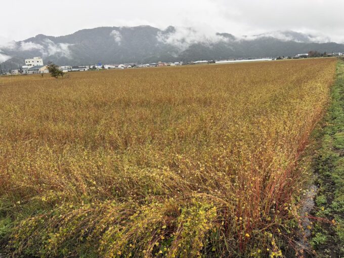 2026年福井豪雨から2か月|大野市・勝山市のそば畑は順調に生育!収穫を目前に控えた奥越地方の今。