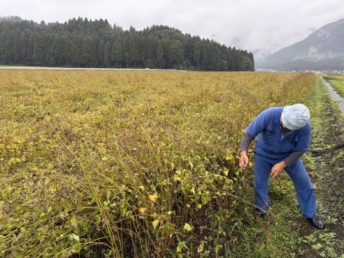 2026年福井豪雨から2か月|大野市・勝山市のそば畑は順調に生育!収穫を目前に控えた奥越地方の今。
