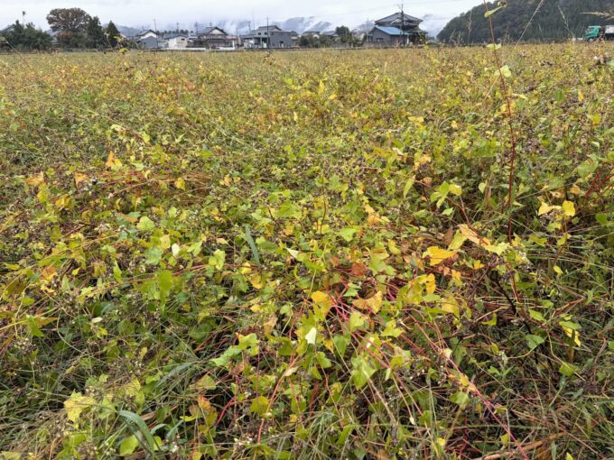 2026年福井豪雨から2か月|大野市・勝山市のそば畑は順調に生育!収穫を目前に控えた奥越地方の今。
